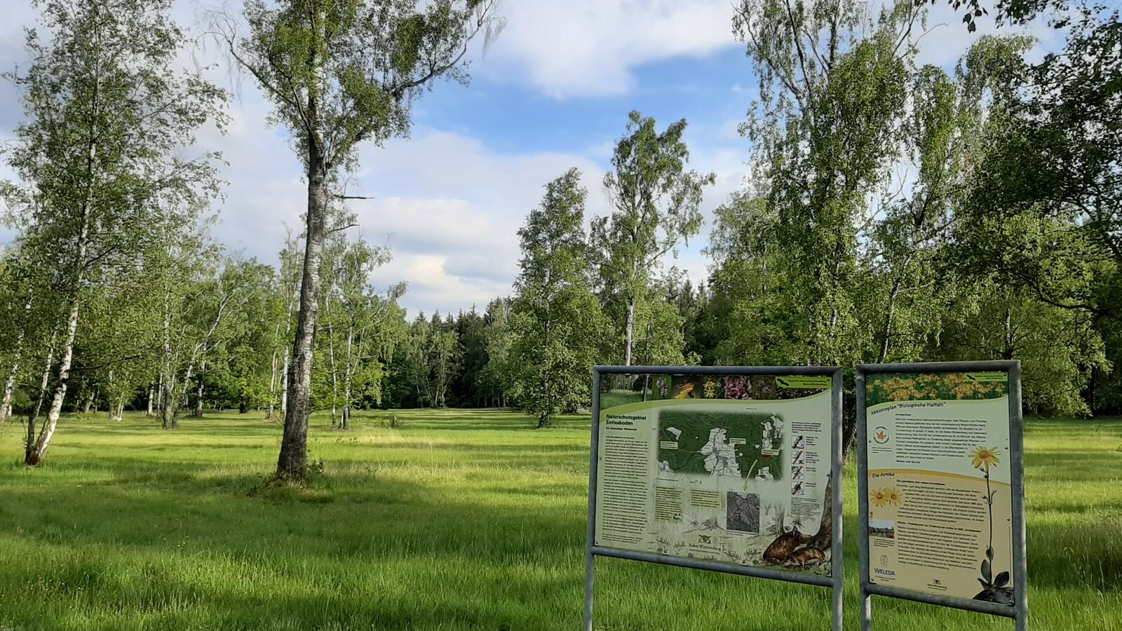 Cattle grazing beneath widely spaced mature trees in an open pasture