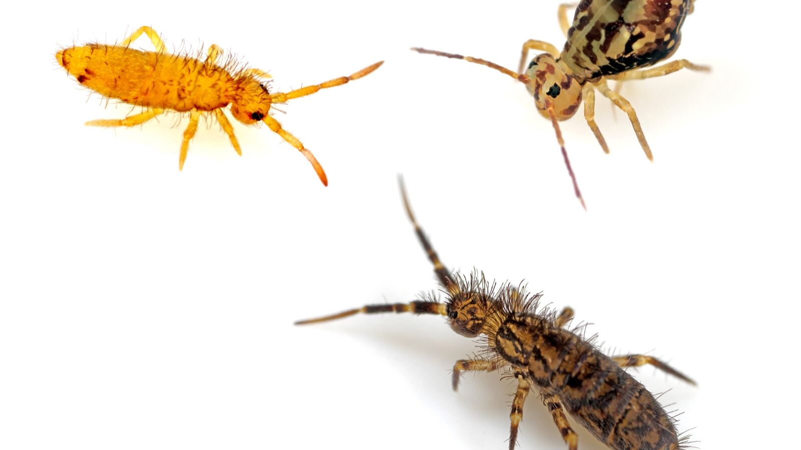 Microscopic view of springtails and mites among soil particles and organic debris