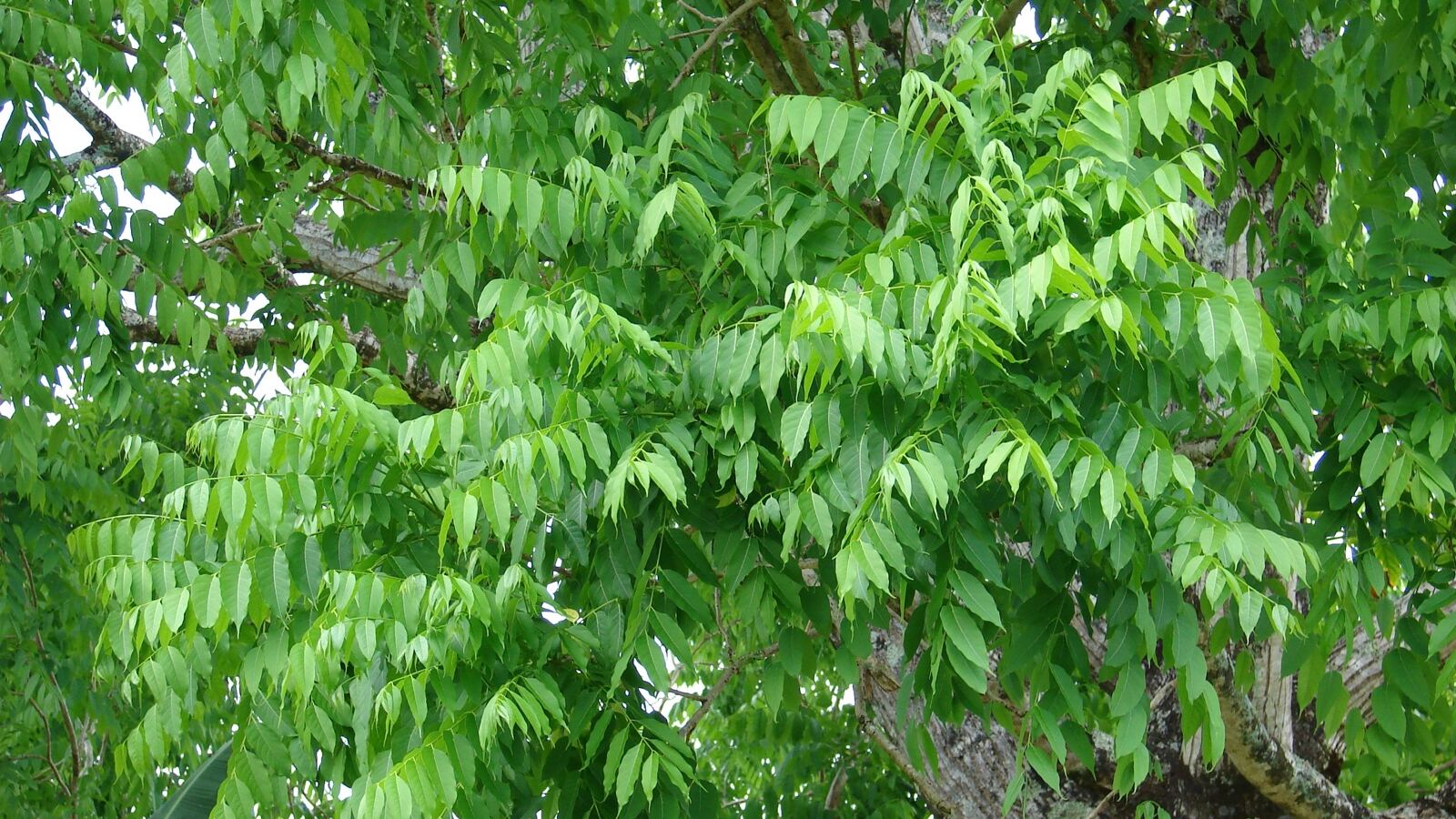 Spanish cedar tree with a straight trunk and pinnate foliage