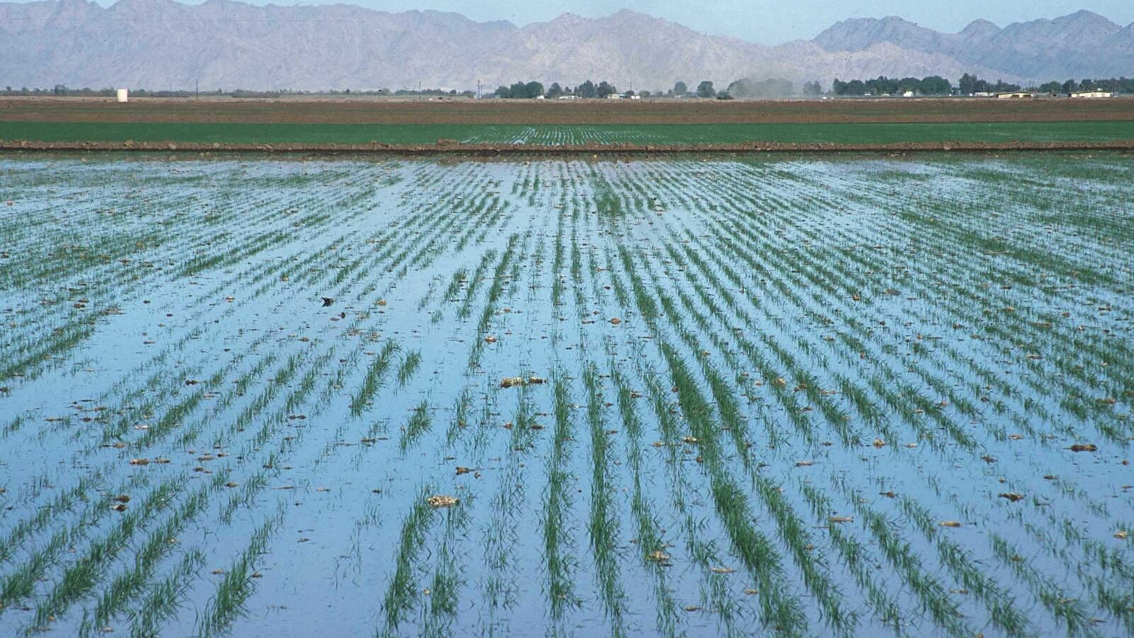 Muddy floodwater spreading across a bunded dryland field from a seasonal river channel