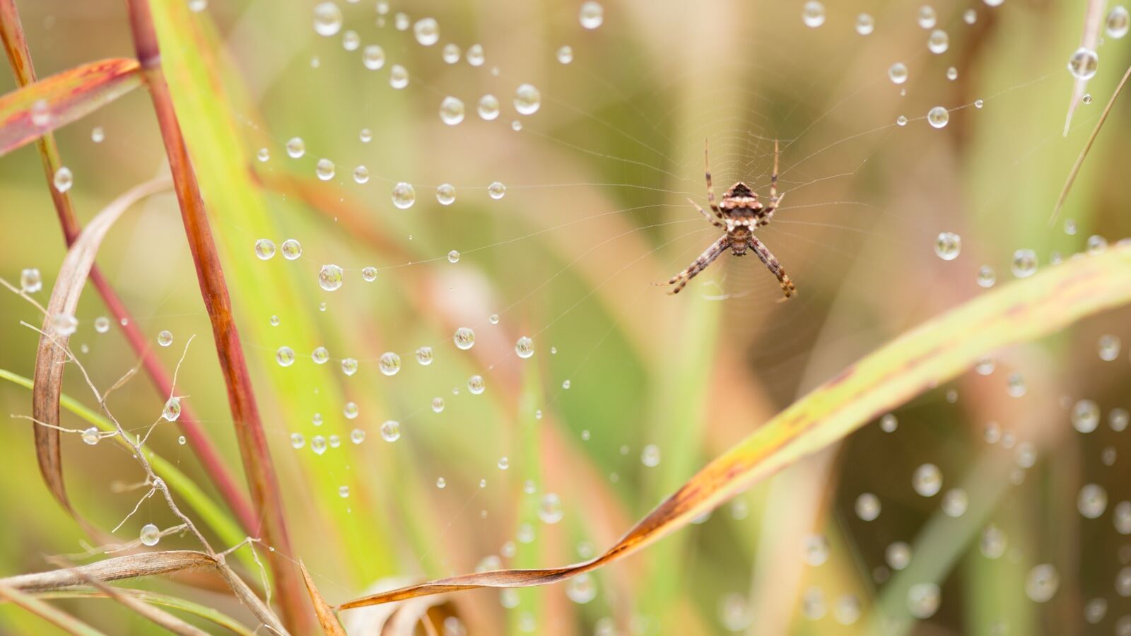An orb-weaver spider on a dew-covered web at dawn