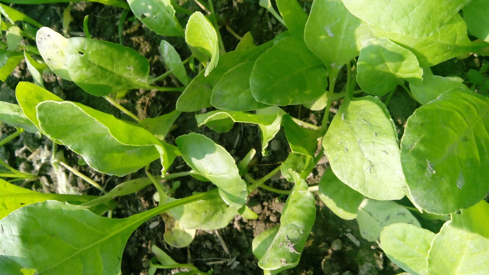 Dark green spinach leaves growing densely in a cool-season bed