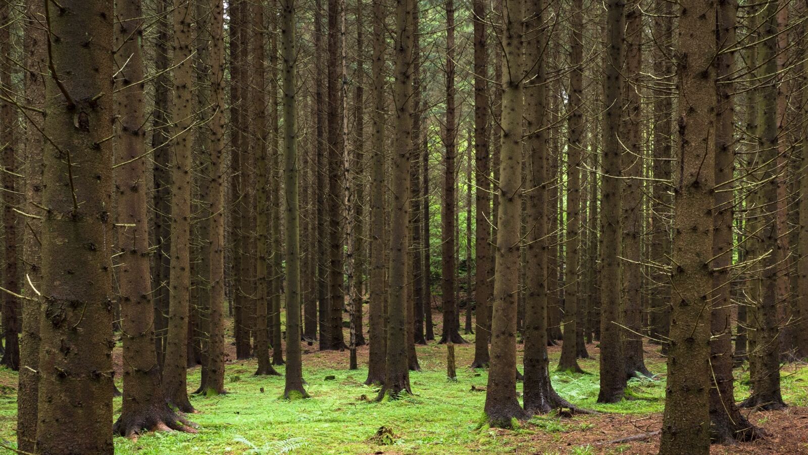 A dense stand of spruce with hanging cones and sharp four-sided needles