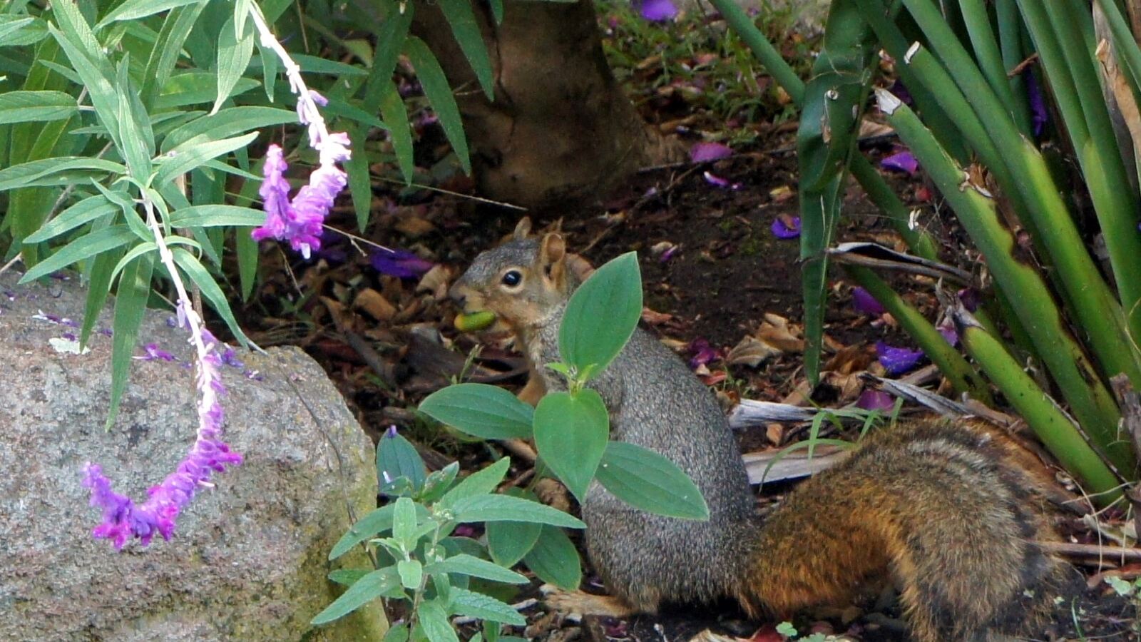 A squirrel burying an acorn in autumn leaf litter