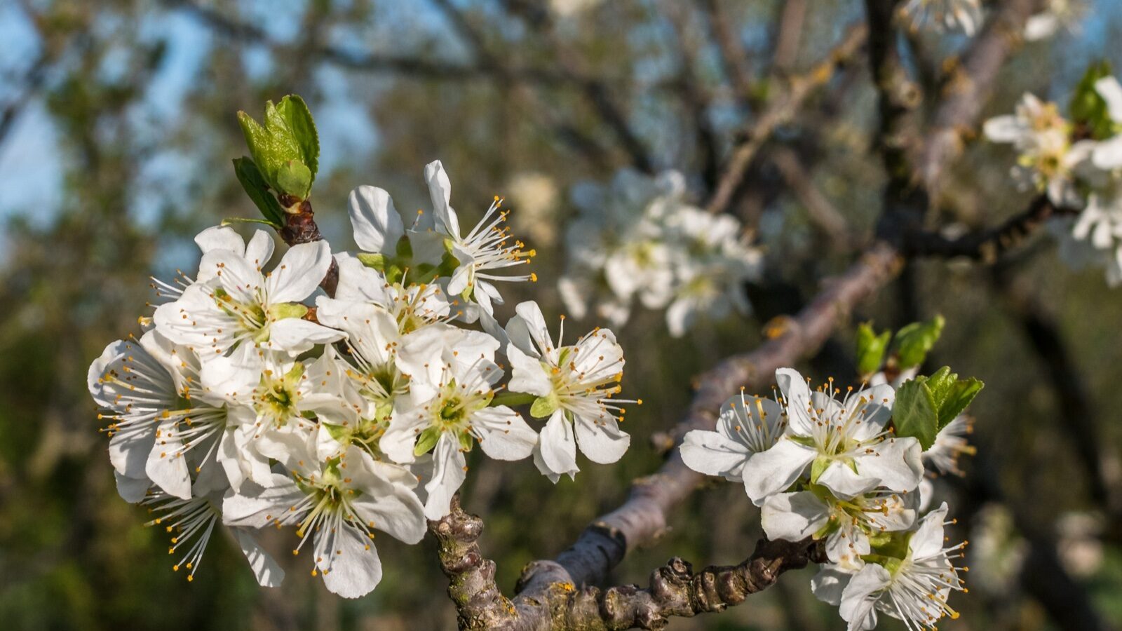 Ripening plums and cherries on the branch in a mixed stone fruit orchard