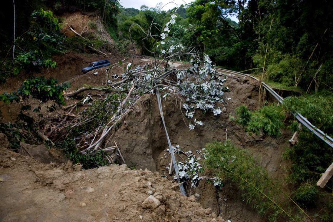 A broken oak with a split trunk and torn canopy standing among fallen limbs after a windstorm