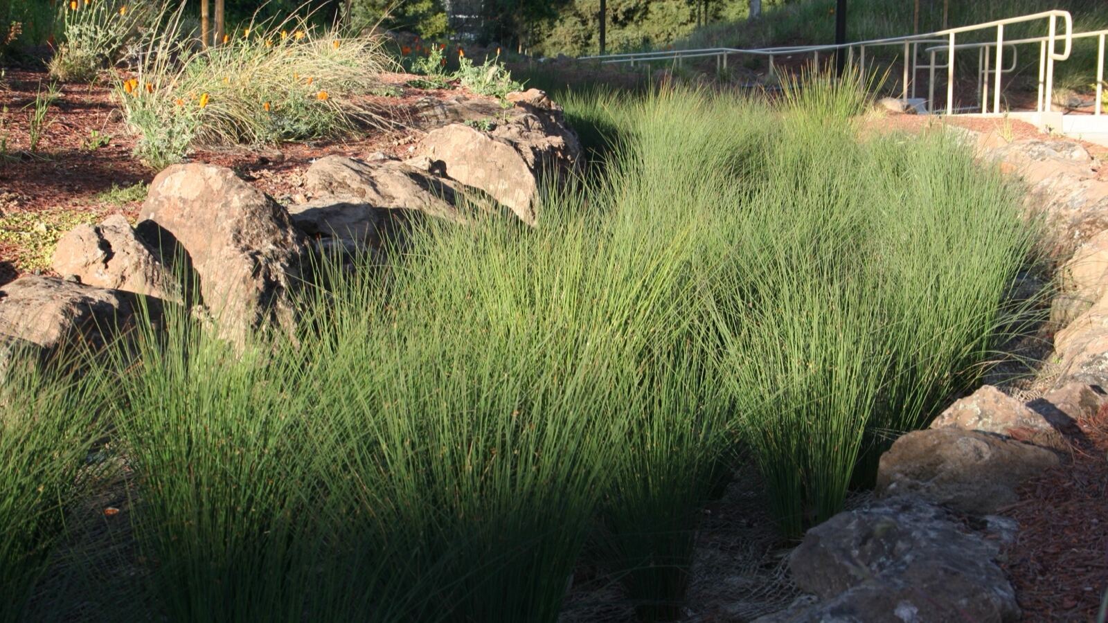 A vegetated swale beside a road carrying and filtering surface runoff