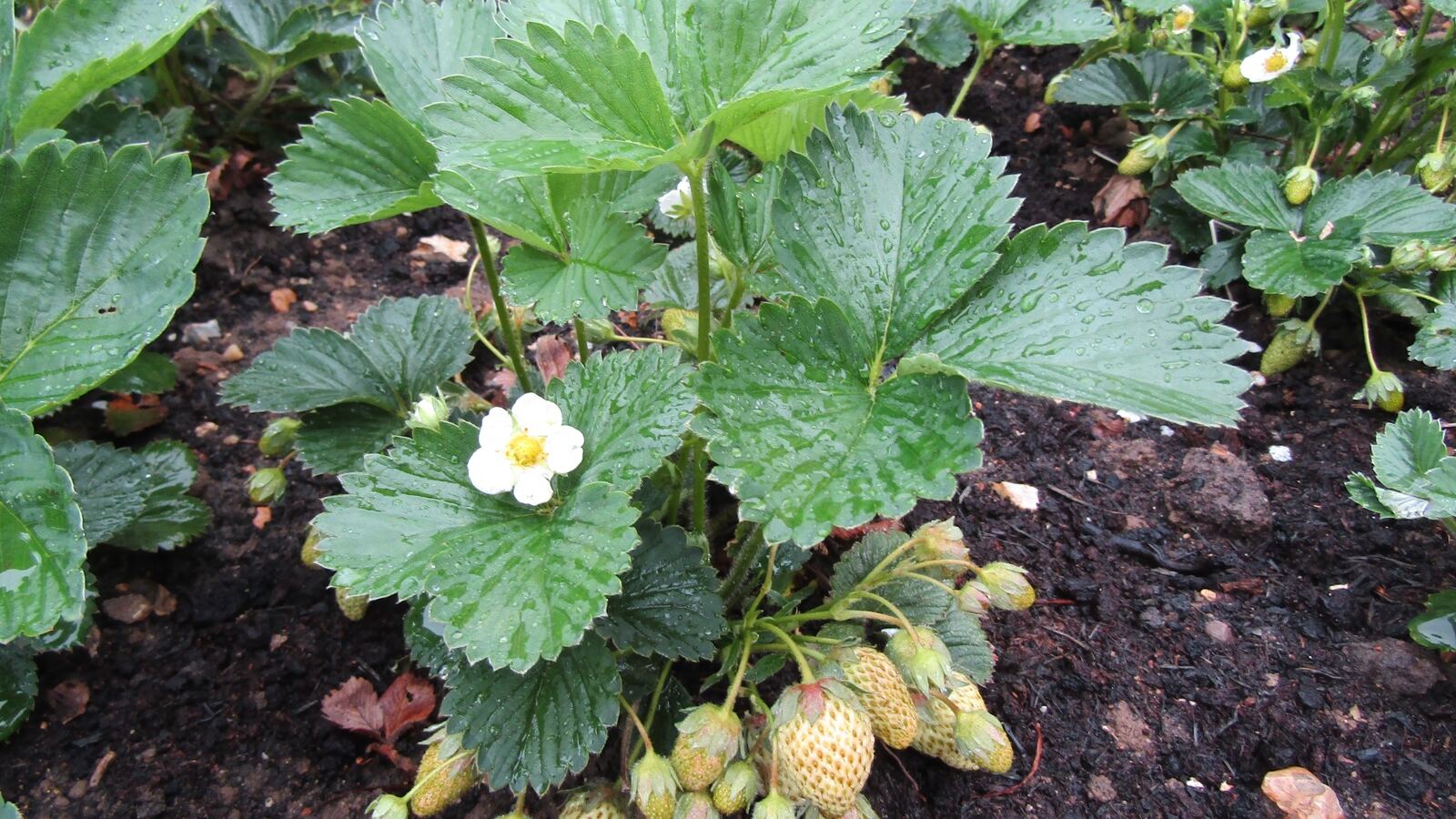 Ripe strawberries on a straw-mulched plant with runners spreading