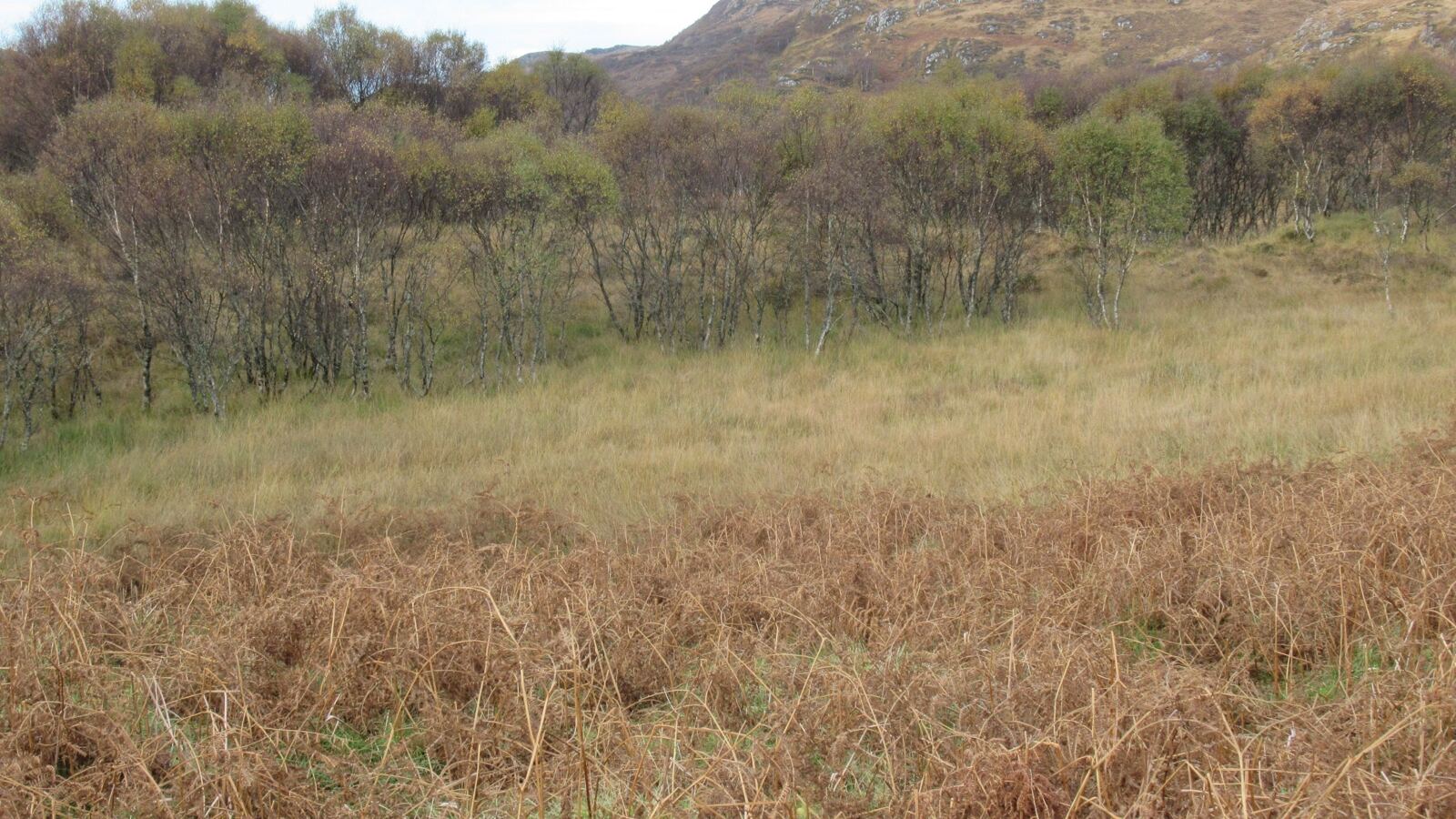 Young birch and scrub colonising an abandoned field with grassland in front