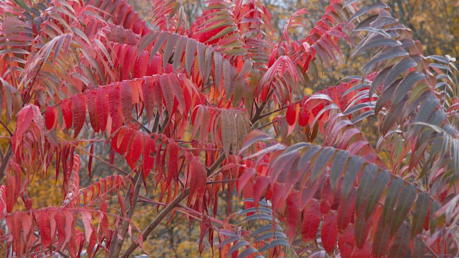 Staghorn sumac in brilliant scarlet autumn colour with upright red fruit clusters