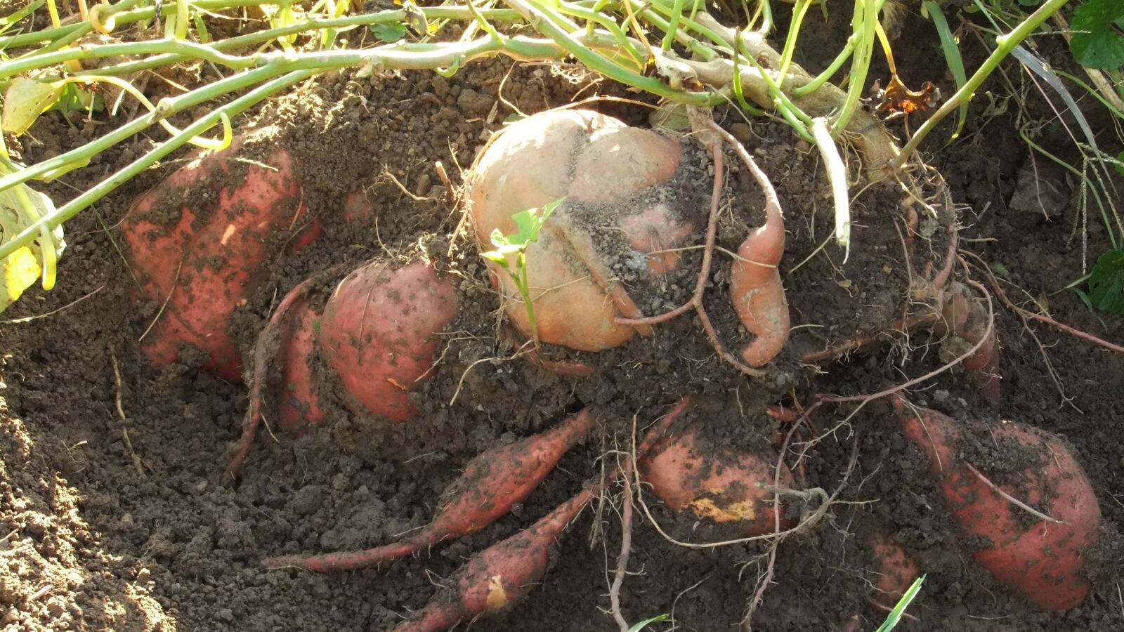 Orange sweet potato roots freshly lifted beside the trailing vine