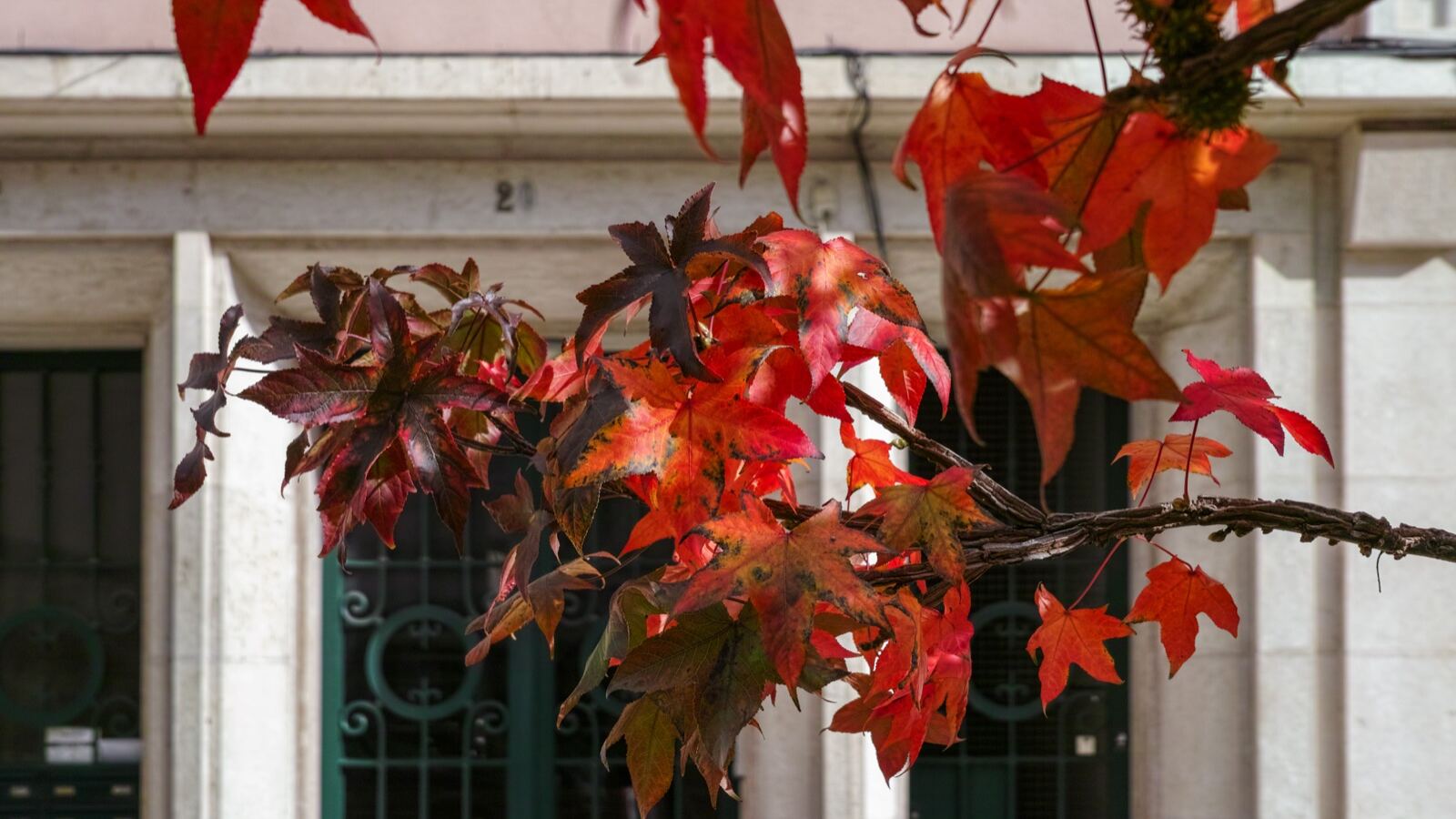 Sweetgum foliage turning crimson and purple in autumn with spiky seed balls