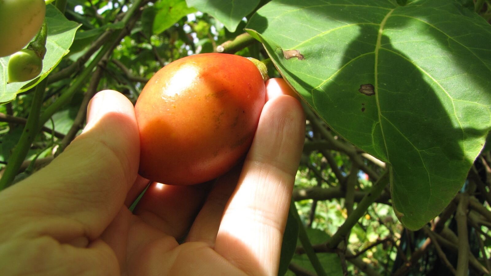 Egg-shaped red tamarillo fruit hanging on a tree with large heart-shaped leaves