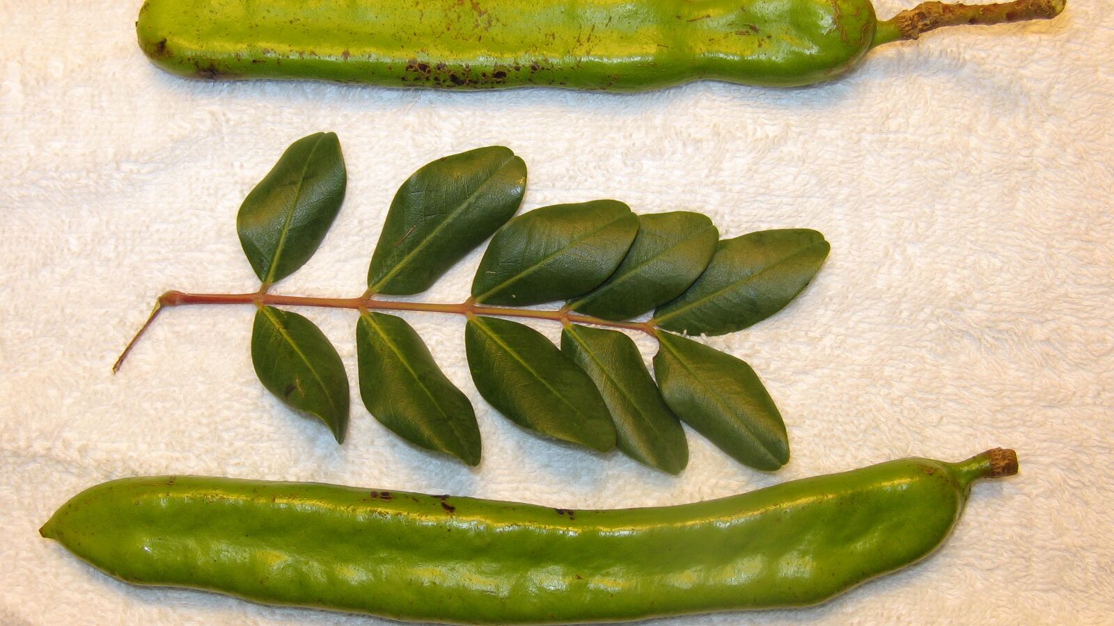 Brown tamarind pods and dark carob pods hanging on their trees