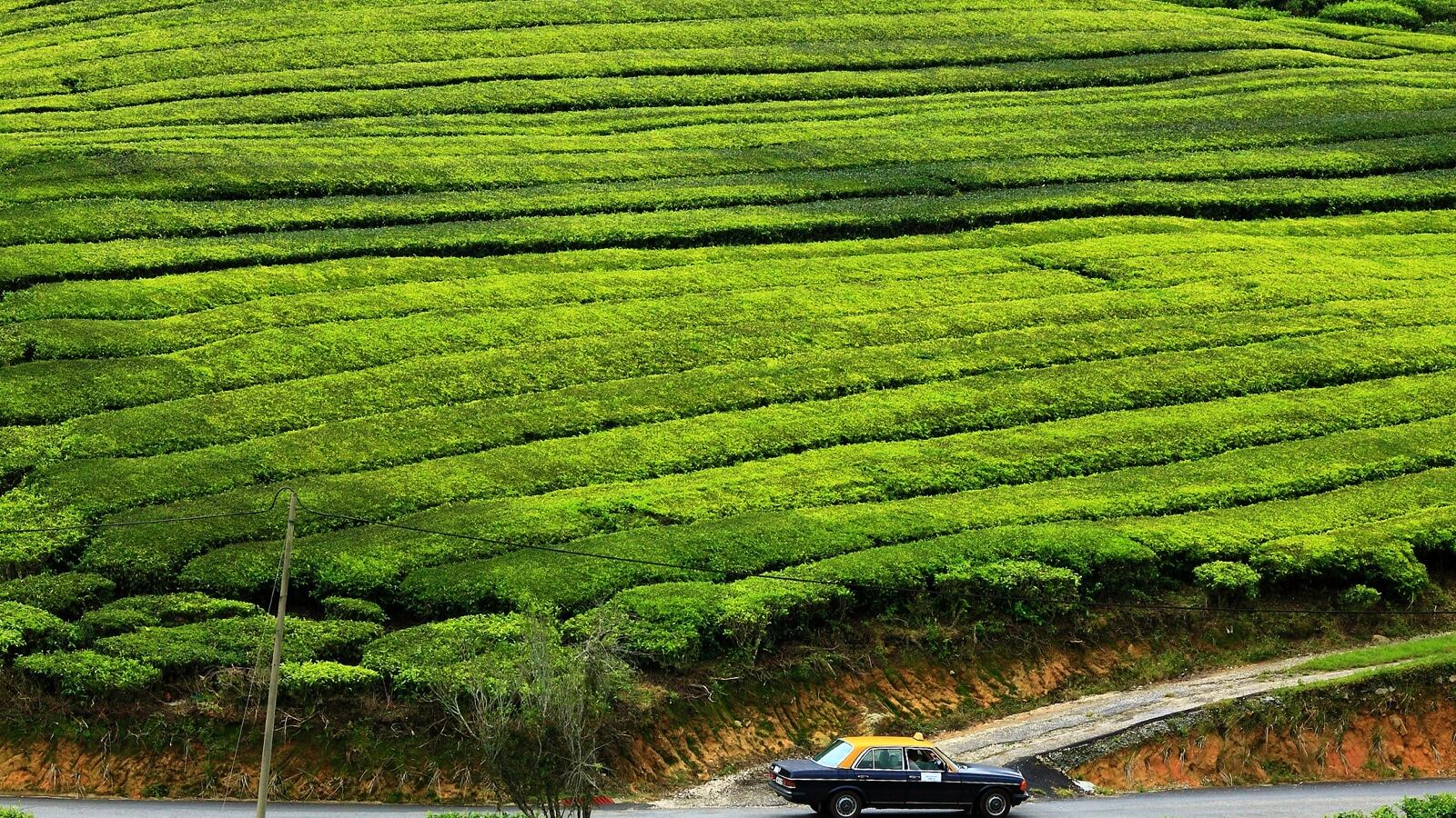 Rows of pruned tea bushes forming a continuous plucking table on a hillside