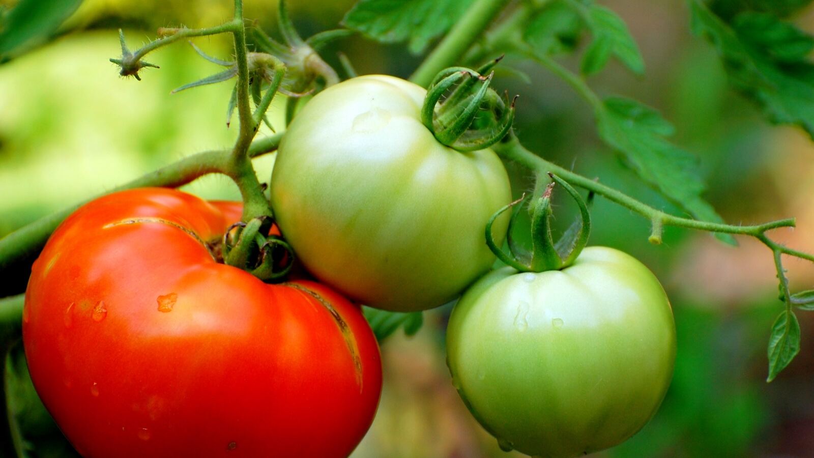 Ripening tomato trusses on a cordon-trained plant with side shoots removed