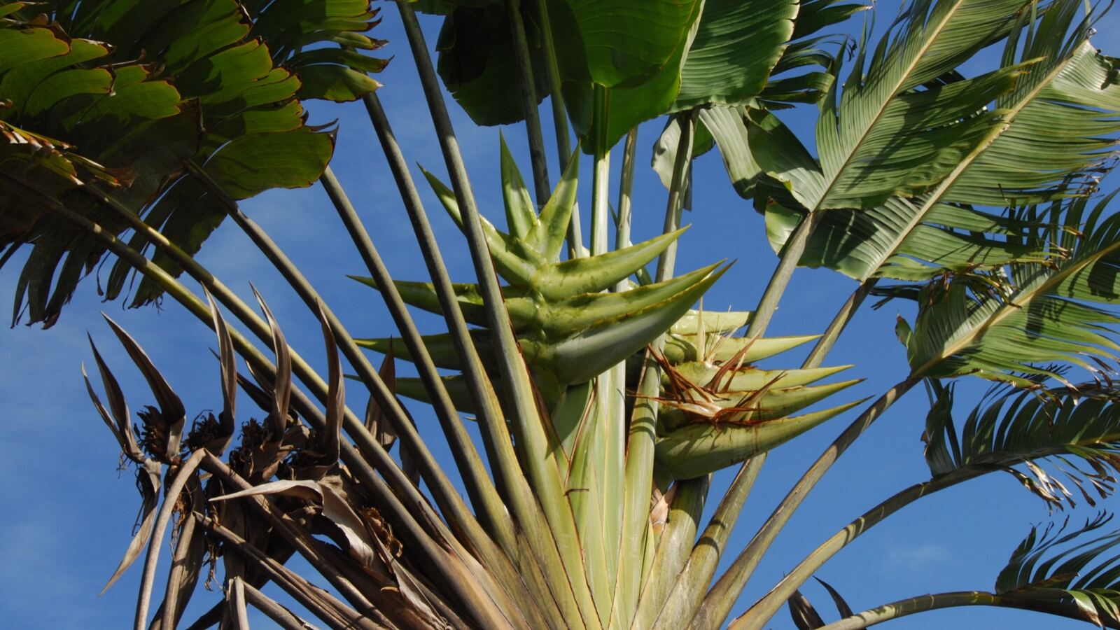 The huge flat fan of a traveller's palm's paddle-shaped leaves