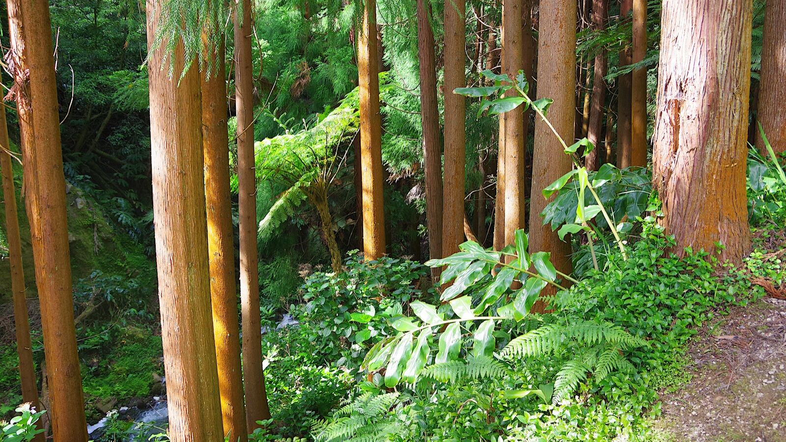 Tree ferns with fibrous trunks and spreading fronds in a damp forest gully