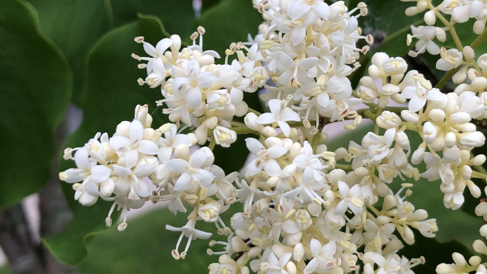 Japanese tree lilac covered in large creamy-white flower panicles