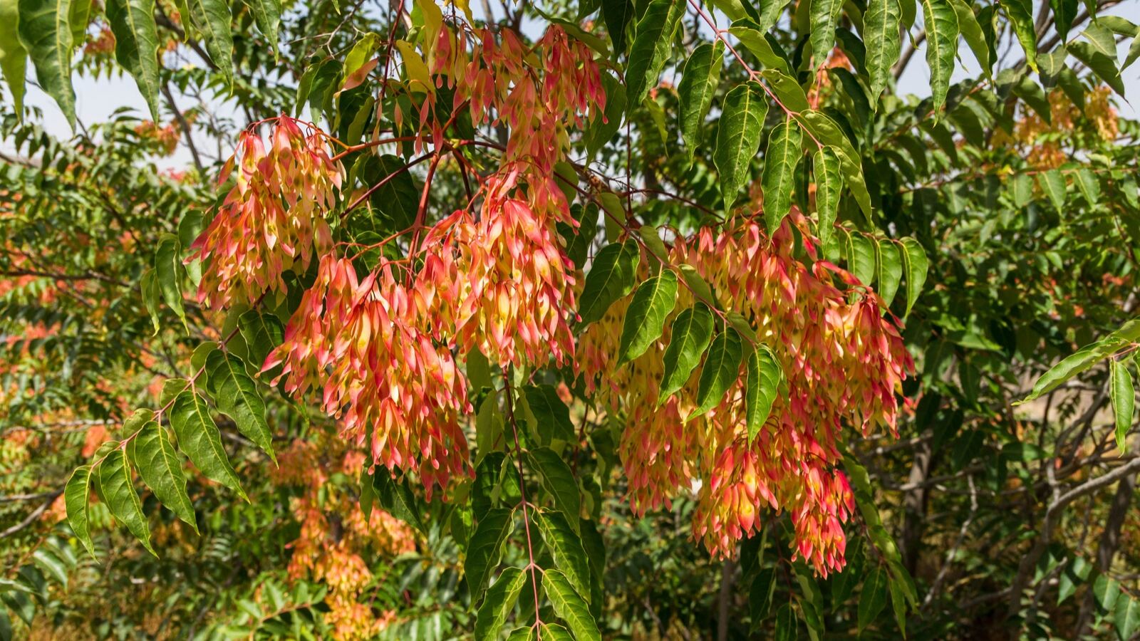 Tree of heaven with long pinnate leaves growing from cracked urban ground