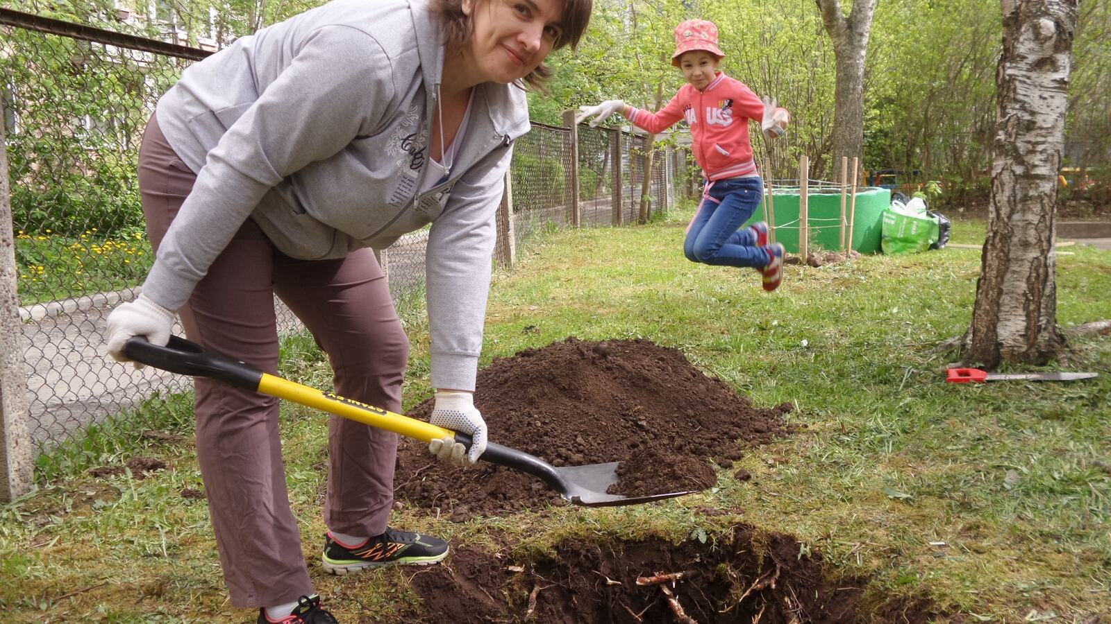 A young bare-root tree being planted with the root flare level with the surrounding soil