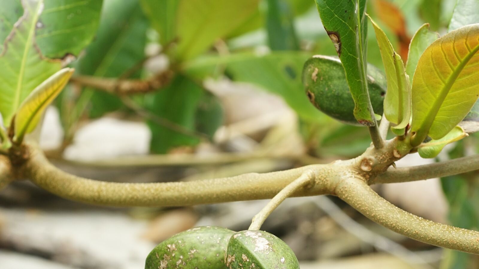Tropical almond tree with distinctive horizontal tiered branches near a beach