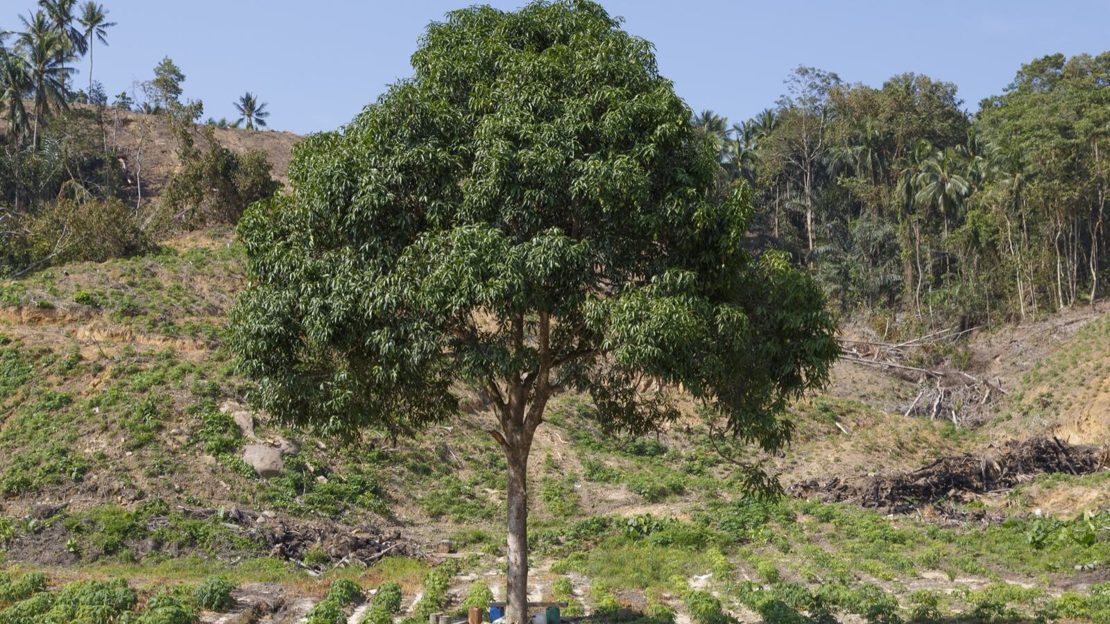 Mango, jackfruit and papaya growing together in a layered tropical homegarden
