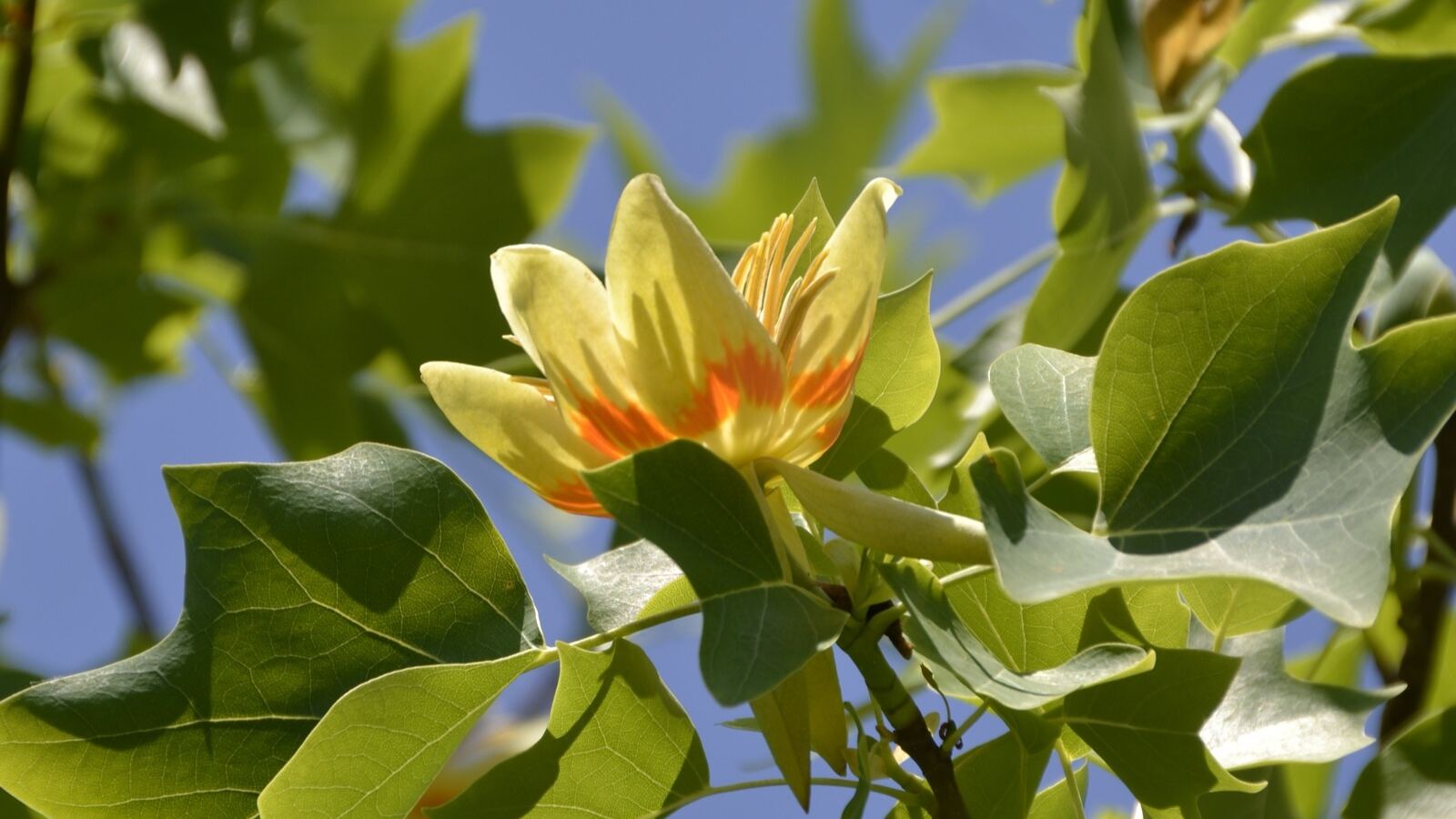 Tulip tree flower with green and orange petals among distinctive squared-off leaves