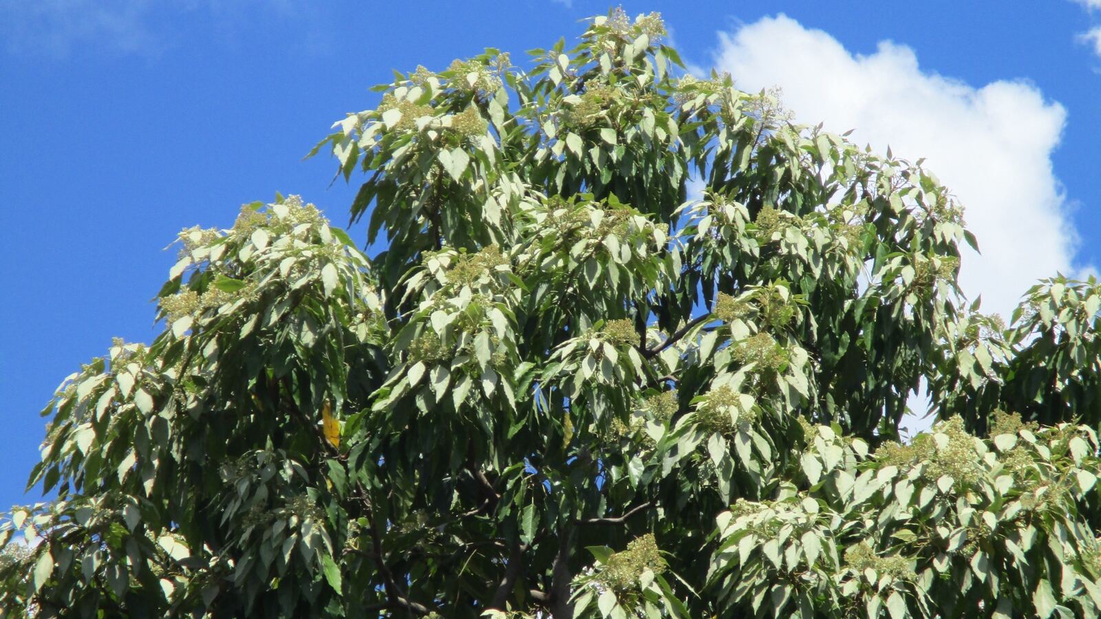 Candlenut tree foliage with pale green nuts and silvery new growth