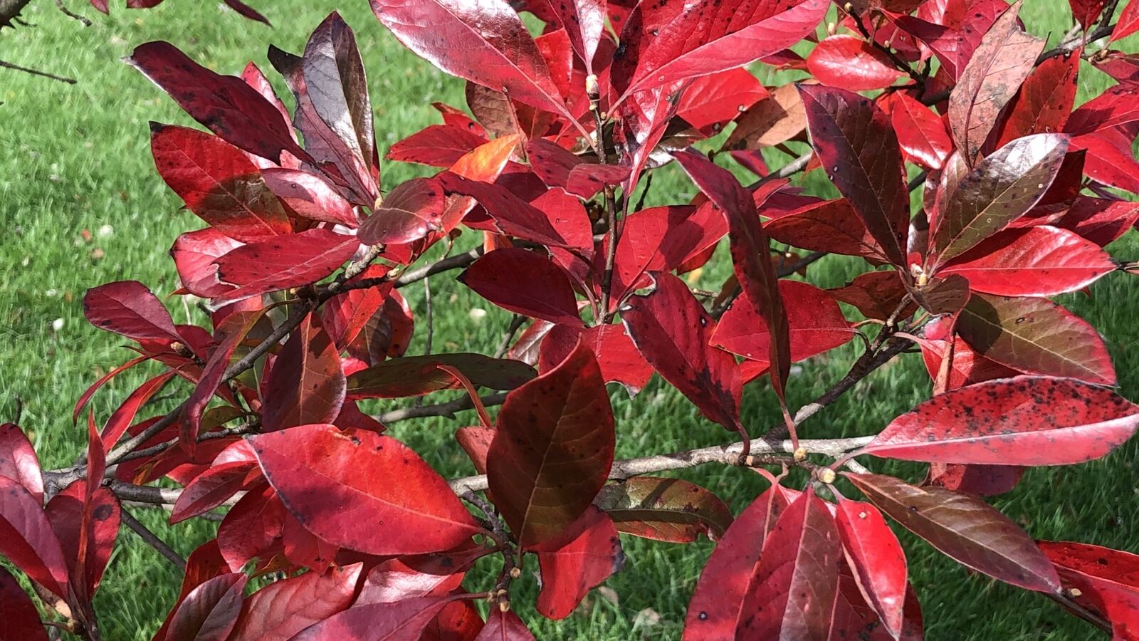 A black tupelo turning brilliant scarlet in early autumn