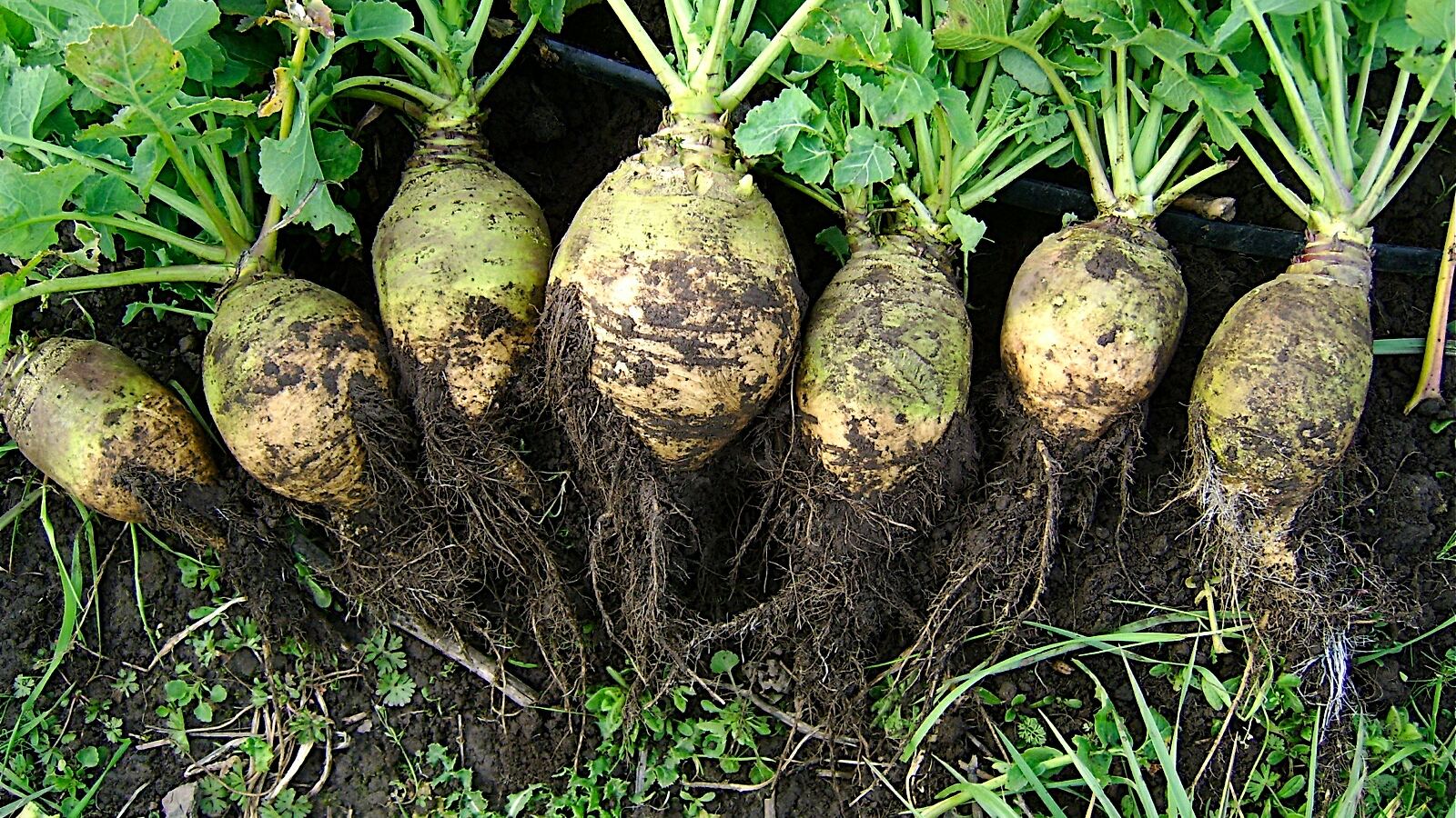 Freshly lifted turnips and swedes with their tops still attached