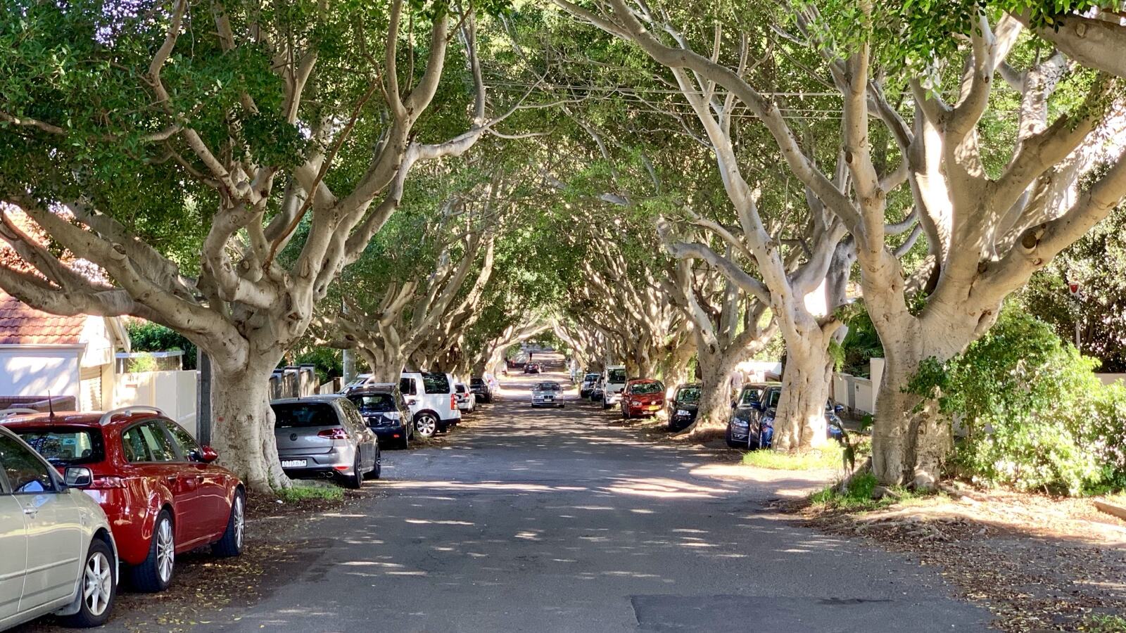A mature street tree in a wide planted verge shading a pavement and parked cars