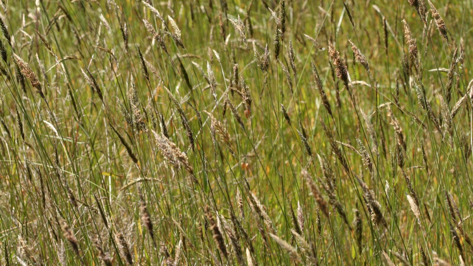 Mixed annual weeds colonising a patch of disturbed bare soil