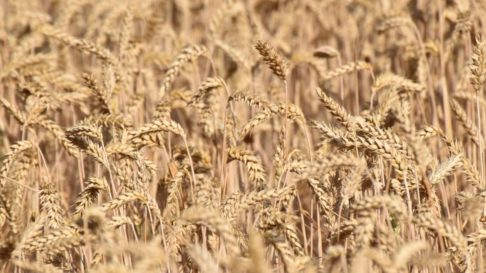 Ripe wheat ears in a field turning golden before harvest