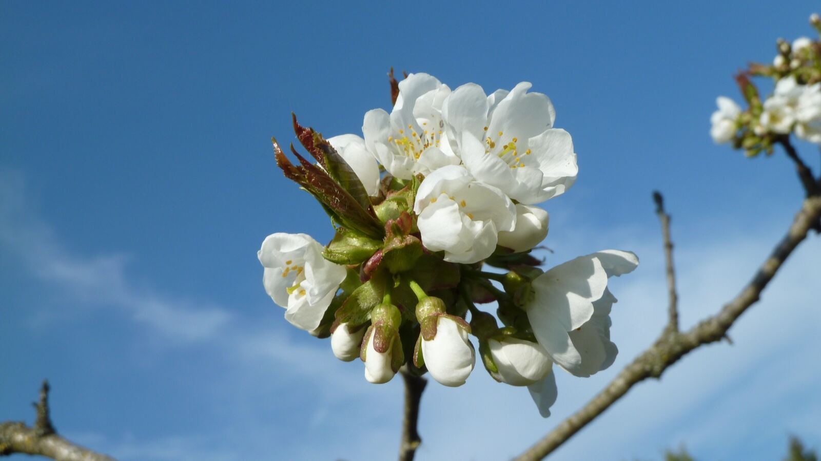 A wild cherry in full white blossom with glossy banded bark