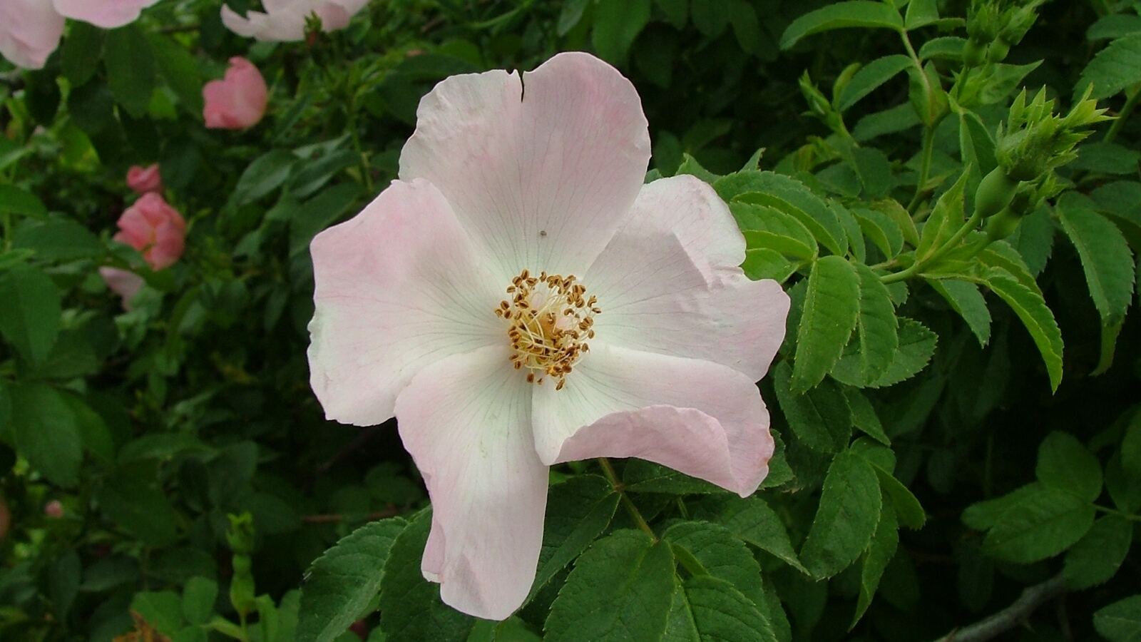 Dog rose with pale pink single flowers scrambling through a hedge