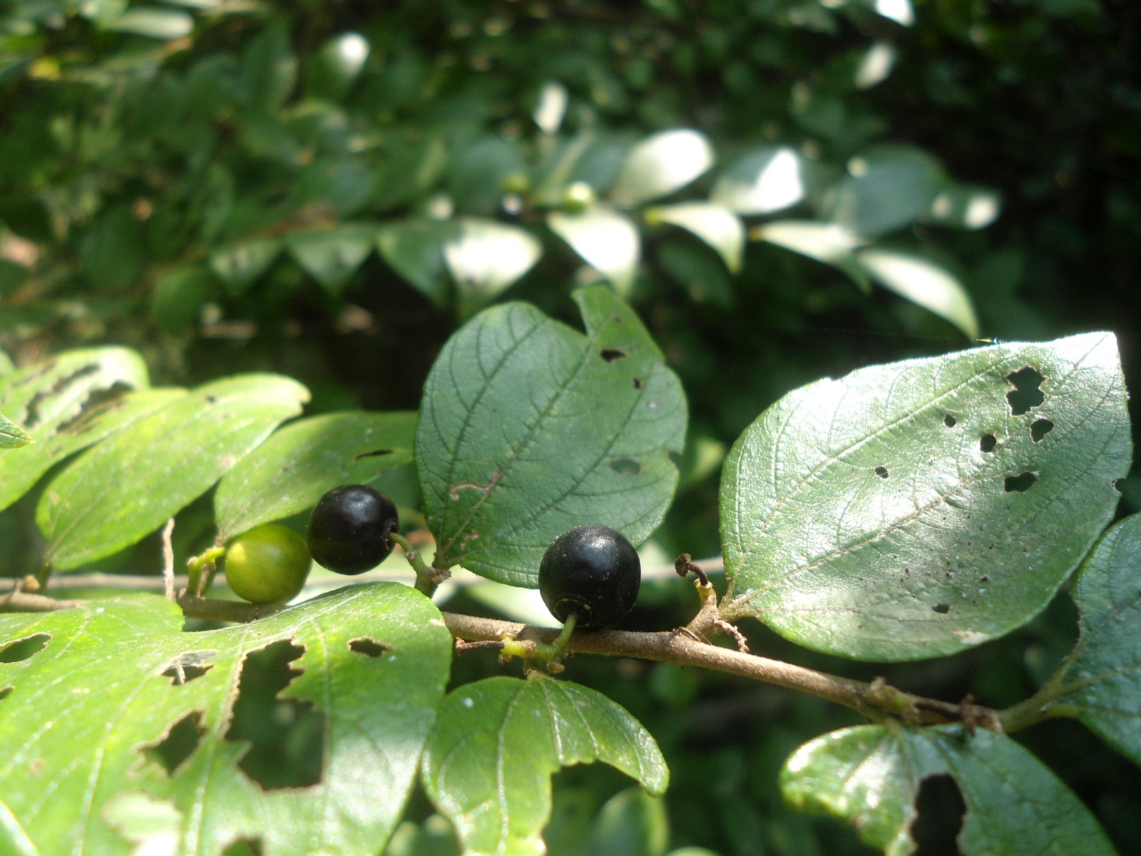 A mixed winter hedgerow with red dogwood stems, dark blackthorn spines, and clusters of holly berries