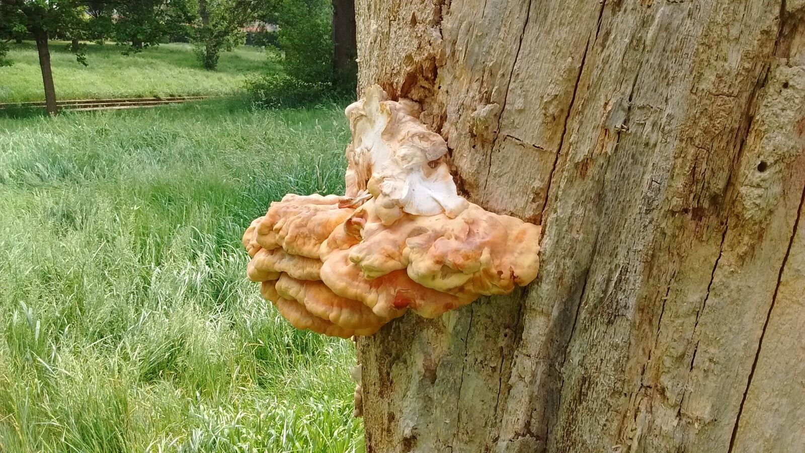 A large bracket fungus growing from the trunk of a mature broadleaf tree