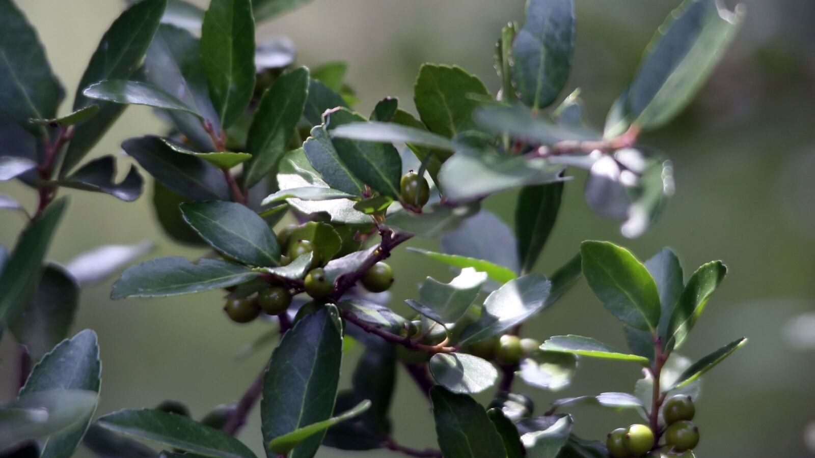 Yaupon holly branch with small glossy leaves and bright red berries