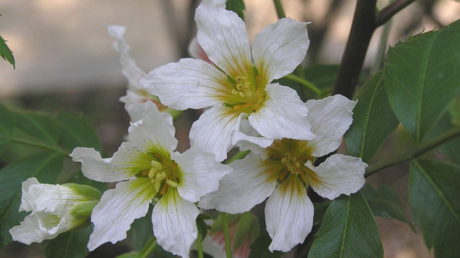 Yellowhorn covered in upright spikes of white flowers with red-and-yellow centres