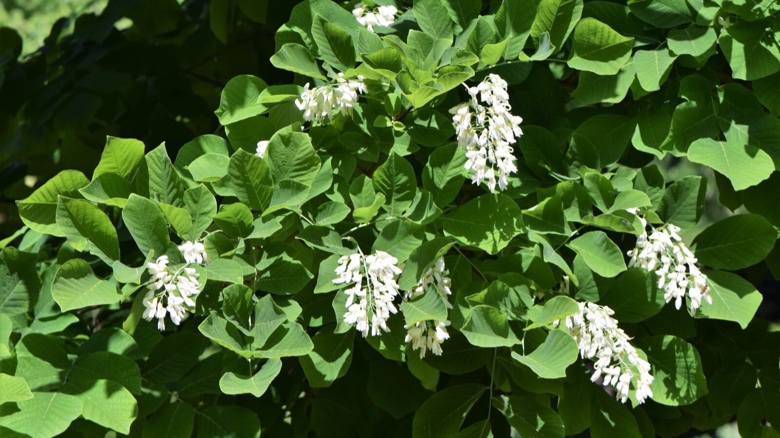 Yellowwood tree hung with long drooping chains of white flowers
