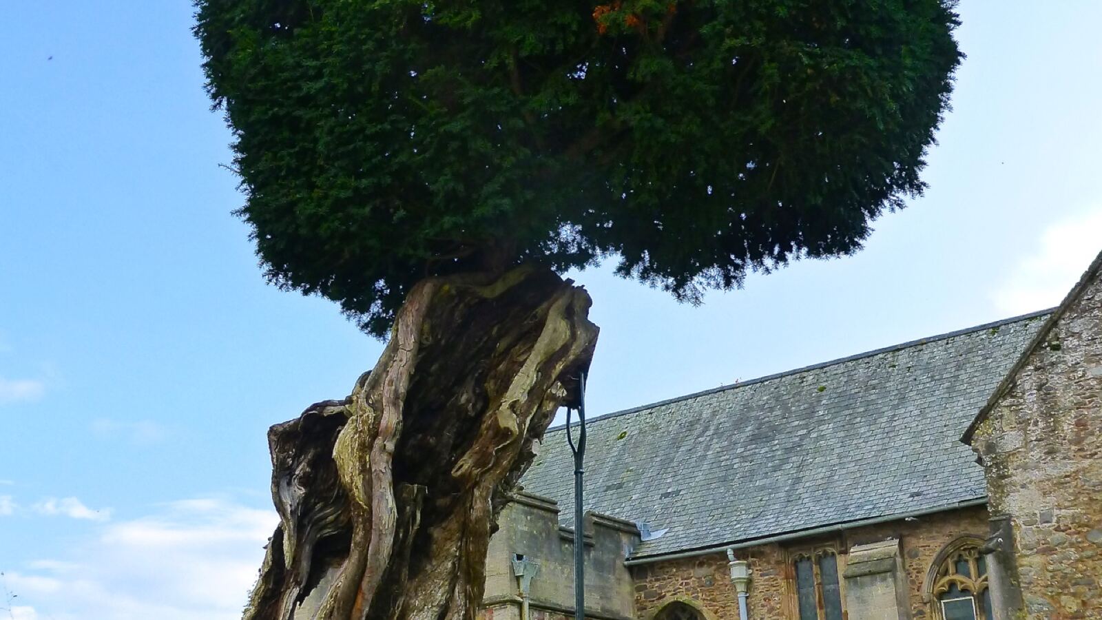 An ancient hollow yew trunk with dark evergreen foliage and red arils